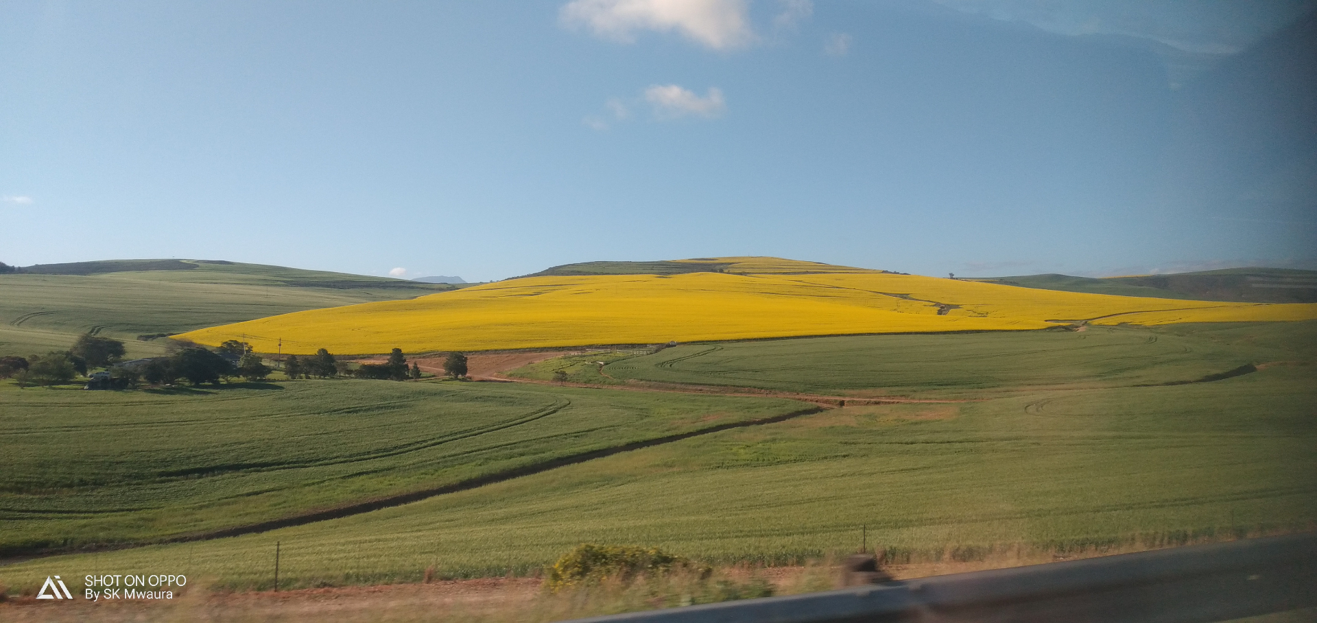Golden canola fields on the Cape countryside