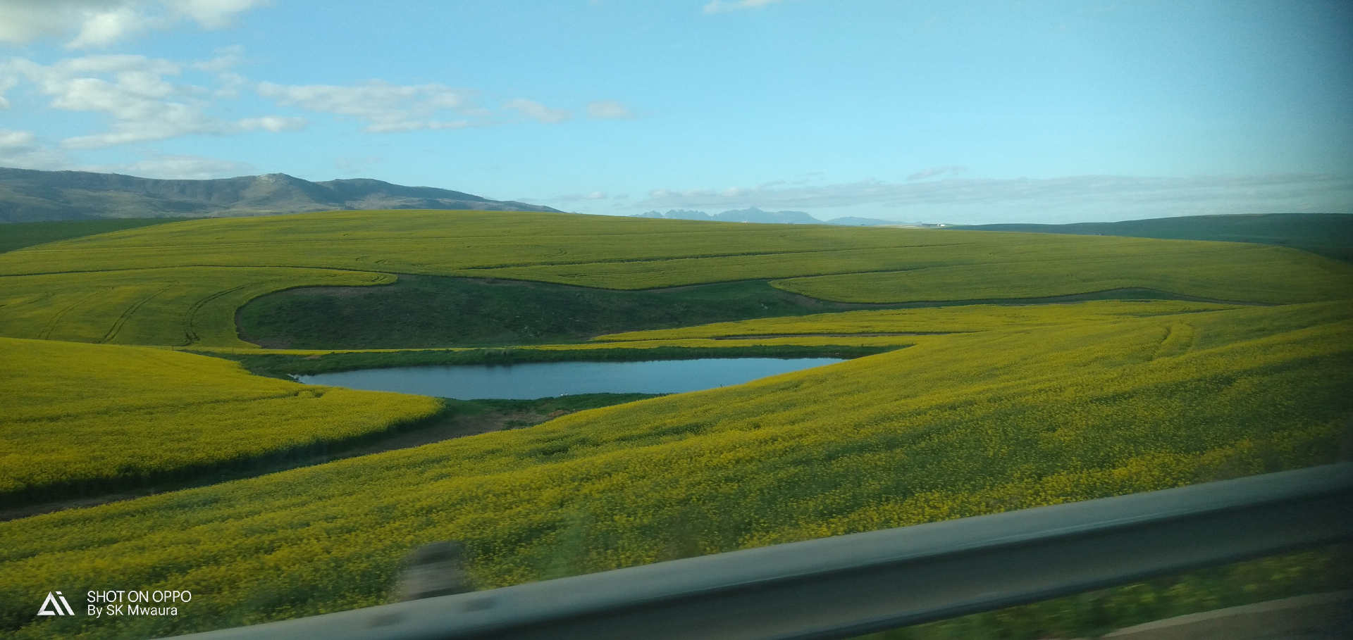 Canola fields and lake near Cape Town